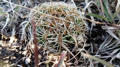 Coryphantha retusa