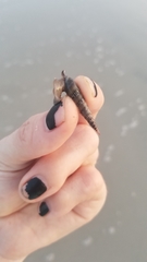Terebrinae
