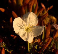 Oenothera acaulis