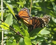 Danaus plexippus