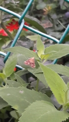 Pyrausta orphisalis