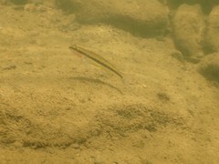 Percina aurantiaca