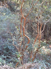 Luma apiculata