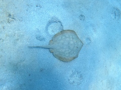 Urobatis maculatus
