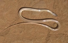 Philodryas nattereri