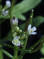 Cardamine