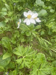 Anemonastrum sibiricum