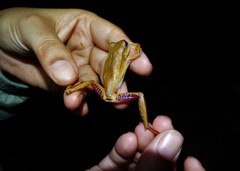 Boana bischoffi