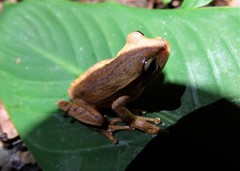 Boana bischoffi