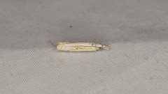 Crambus youngellus