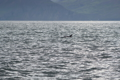 Lagenorhynchus albirostris