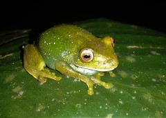 Aplastodiscus leucopygius