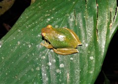 Aplastodiscus leucopygius