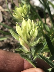 Castilleja parviflora