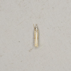 Crambus youngellus