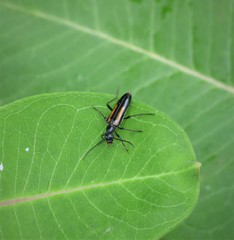 Strangalepta abbreviata