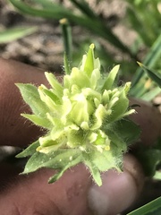 Castilleja parviflora