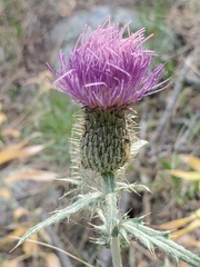 Cirsium flodmanii