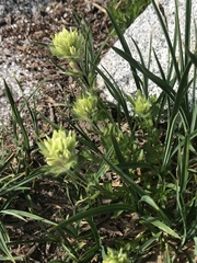Castilleja parviflora