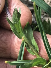 Castilleja parviflora