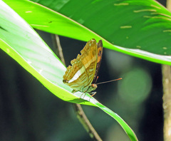 Adelpha cocala