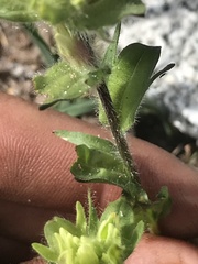Castilleja parviflora