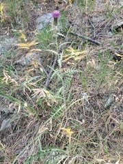 Cirsium flodmanii