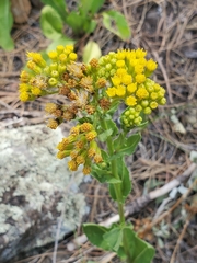 Senecio rapifolius