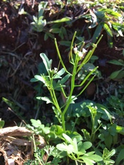 Cardamine