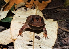 Proceratophrys boiei