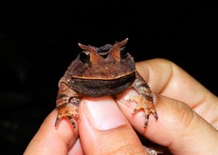 Proceratophrys boiei