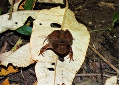 Proceratophrys boiei