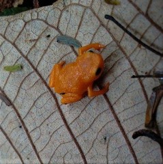 Brachycephalus ephippium