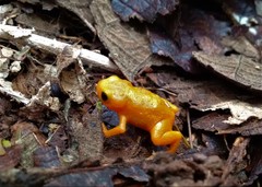 Brachycephalus ephippium