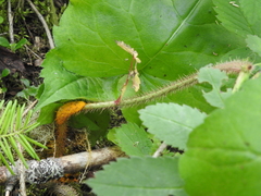 Phragmidium mucronatum