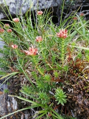 Rhodiola algida