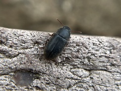 Blapstinus discolor