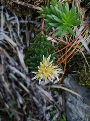 Rhodiola algida