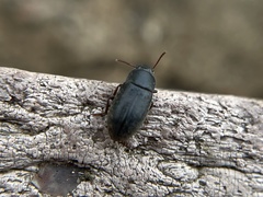 Blapstinus discolor