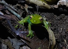 Aplastodiscus leucopygius