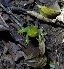 Aplastodiscus leucopygius