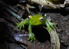 Aplastodiscus leucopygius