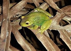 Aplastodiscus leucopygius