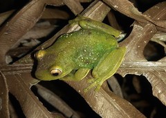 Aplastodiscus leucopygius