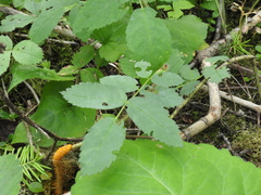 Phragmidium mucronatum