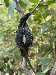 Trichothecium roseum