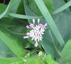 Allium drummondii