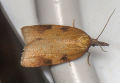 Cenopis directana