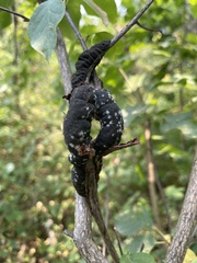 Trichothecium roseum