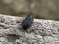 Blapstinus discolor